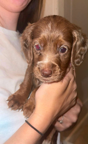 Cockapoo f2 puppies for sale