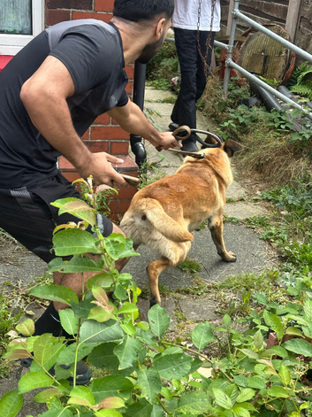 BELGIAN MALINOIS FOR SALE - &pound;1,200 - FULLY TRAINED