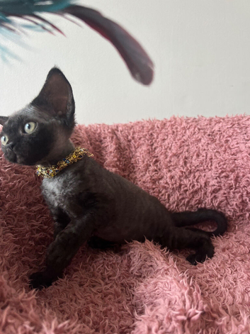 Pedigree kittens available