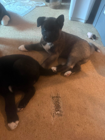Akita puppys