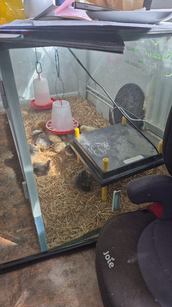 Day old chicks mixed hybrids