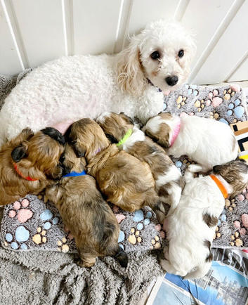 BEAUTIFUL SHIH TZU x POOCHON PUPPIES