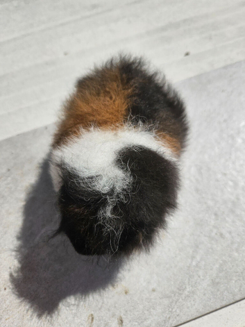 Baby swiss guinea pigs