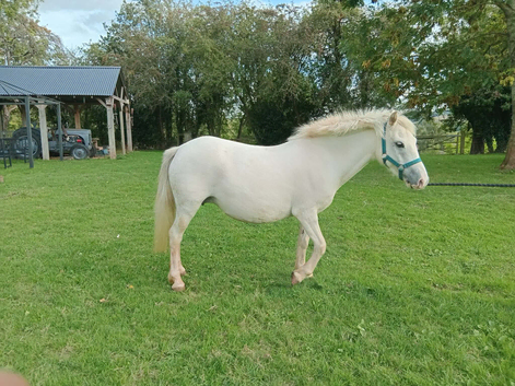 Stunning welsh x mare