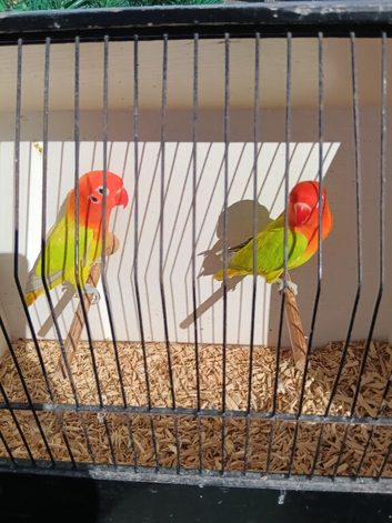 DIlute Opaline Fischers Lovebirds