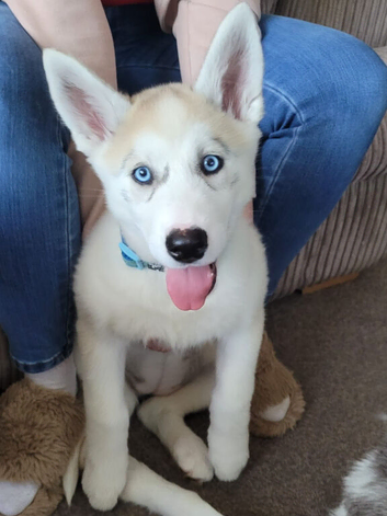 1 Female siberian husky puppy left