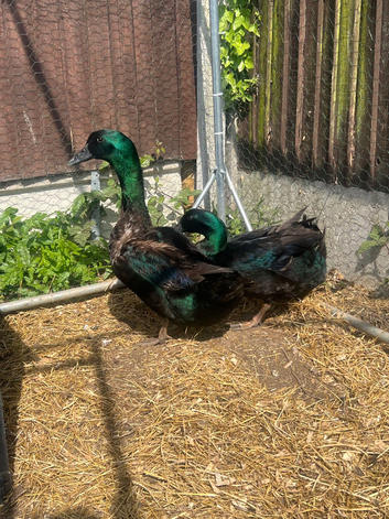 Beautiful Cayuga males for sale