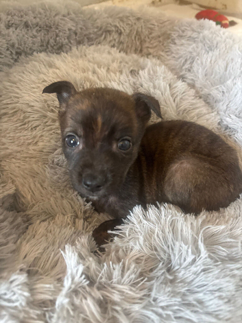 bull x lurcher pups