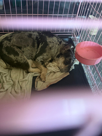 Female merle frenchie