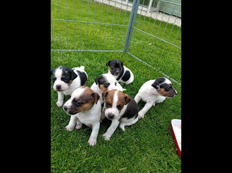 JACK RUSSELL TERRIER PUPS FOR SALE