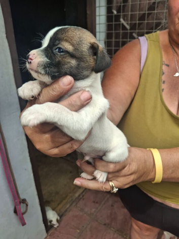 2 girls 2 boys short hair short legged Jack Russells