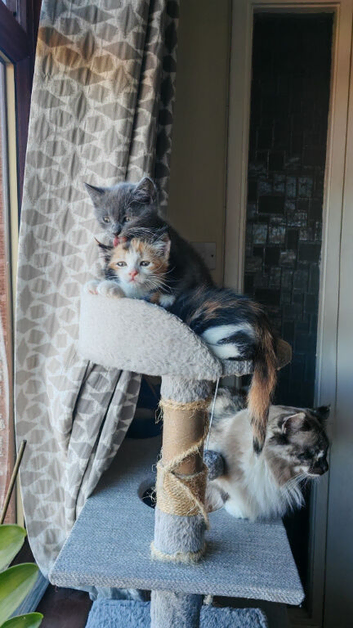 Kittens