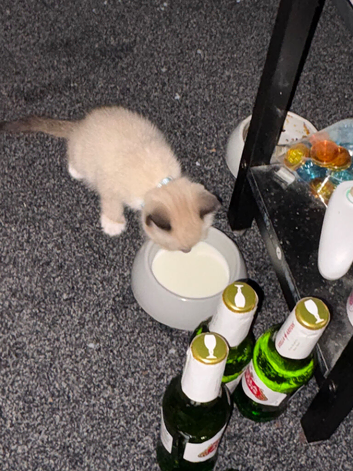 Tabby ragdoll