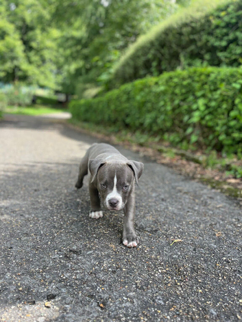 Pocket bully