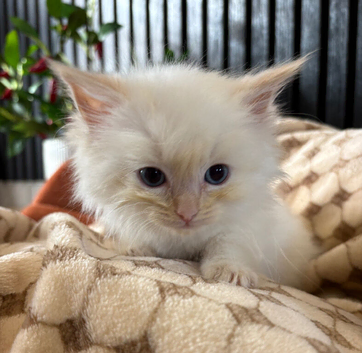 Flame point ragdoll kittens