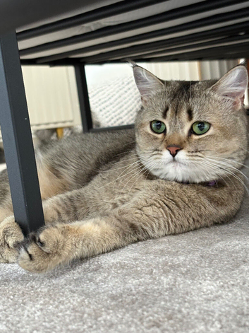 Straight Scottish fold