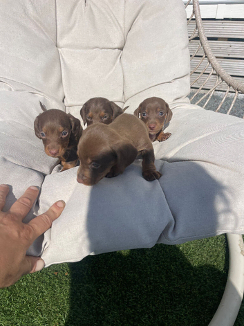 Puppies