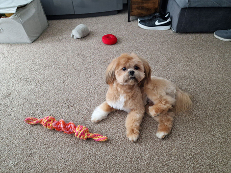 Lhasa Apso KC registered