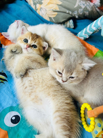 Kittens Ready for Their Forever Homes