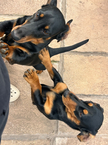 dachshunds