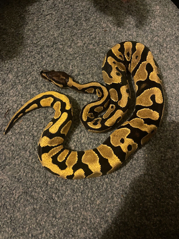 Yellowbelly (M) ball python and full set up