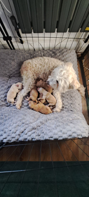 Maltipoo ready to leave in 2 weeks!