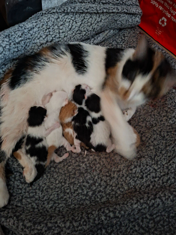 2 beautiful kittens