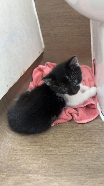 3 little baby boy kittens needed for desperate rehoming
