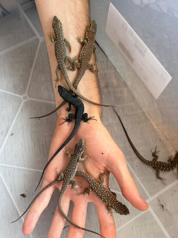 European Eye Lizards for sale