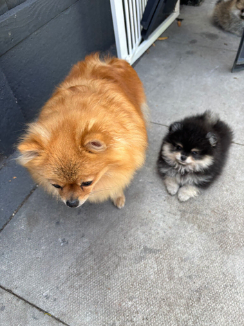 XS teddy Pomeranian