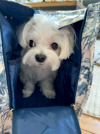 Kc Registered Maltese