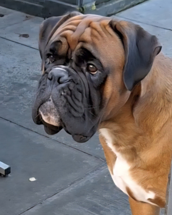 KC REG PROVEN 0 HEART SCORE BOXER STUD