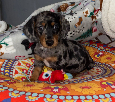 Pure-bred Mini Dachshund Puppies &ndash; Ready For Their Forever Homes!