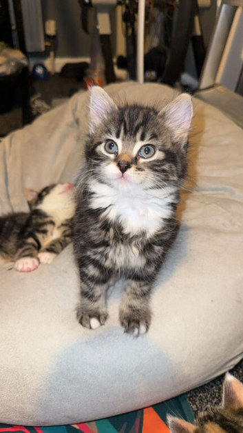 8 wk old kittens