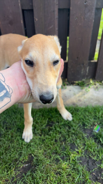 Female lurcher for sale