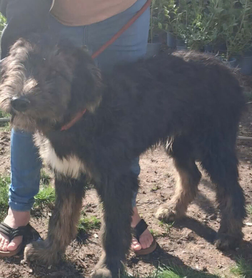 Shepard/saluki /lurcher