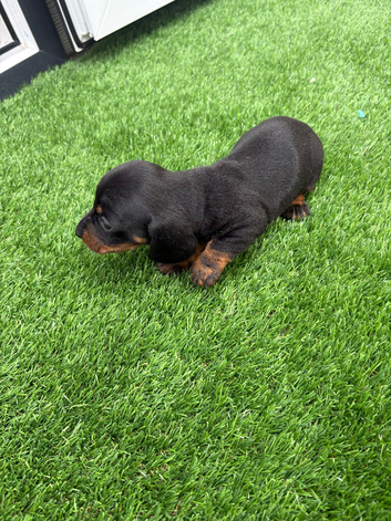 Miniature dachshund