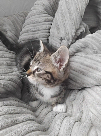 Kittens for sale to good homes please