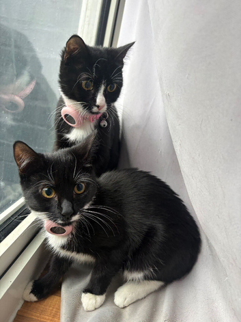 Two kittens sister need home together