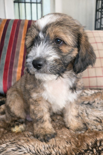 Handsome Harry &ndash; 6 month Old Tibetan Terrier Puppy Looking for His Forever Home