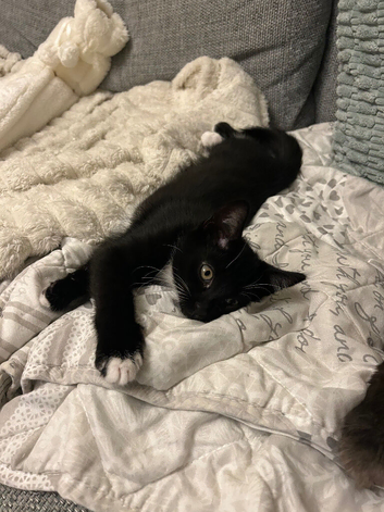 Black and white kitten