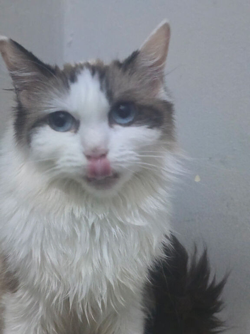 I have two male kittens forsale