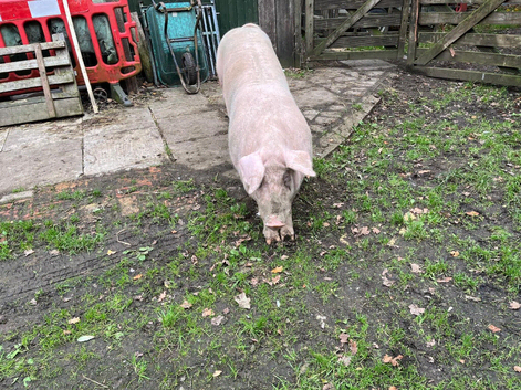 Welsh x P-Train Boar Pig - 2 Years Old for sale