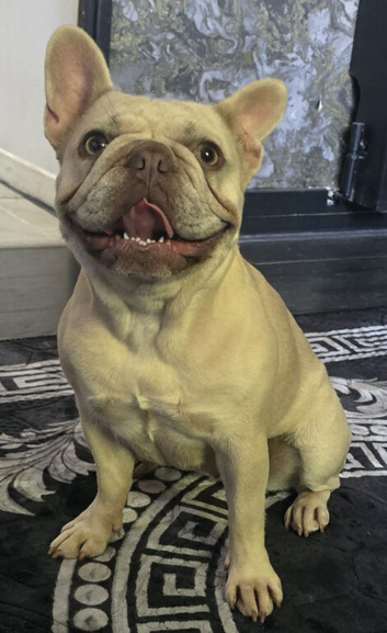 2 year old frenchie (daisy)