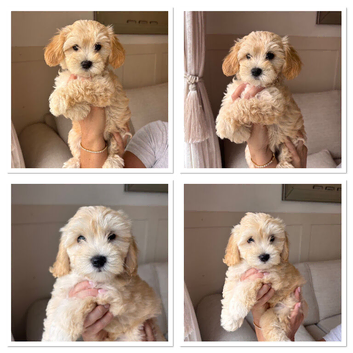 Two multipoo girls left