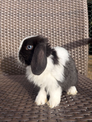 Pure bred Mini lops