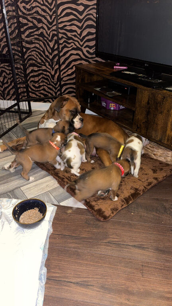 Beautiful well looked after boxer pups