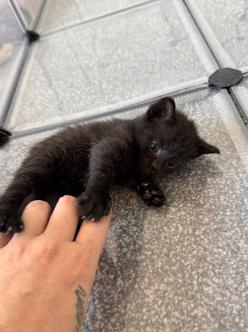 Ready 10th August Kittens
