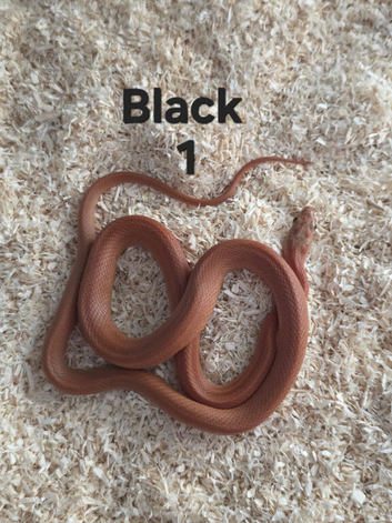 Various corn snakes available