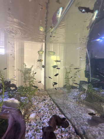 Red Cherry shrimp and black mollys for sale